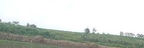 aldo siregar's banner