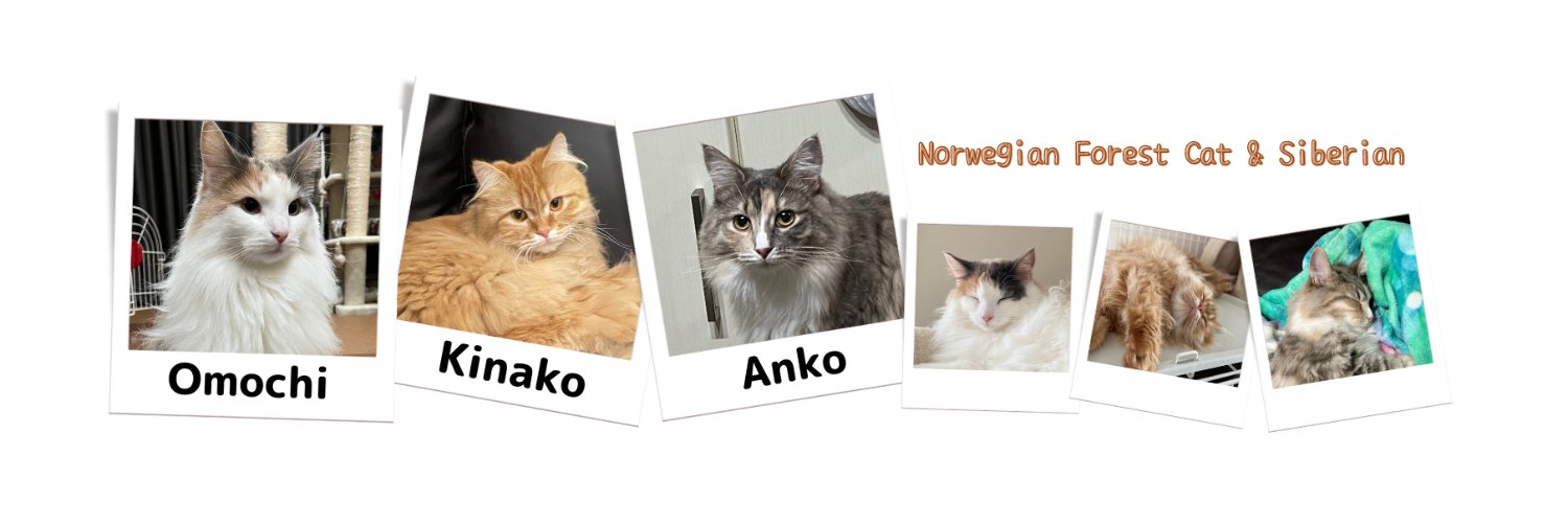 モフモフ猫のきなこもち's banner