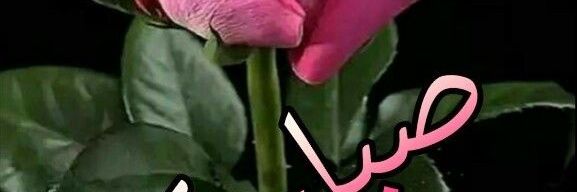 عاشق الورد عطره's banner