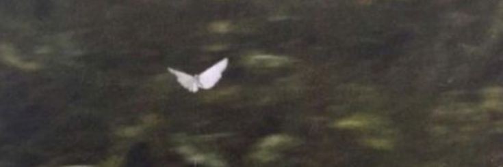 Se.'s banner