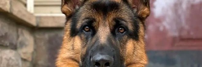 Germanshepherd Heaven's banner