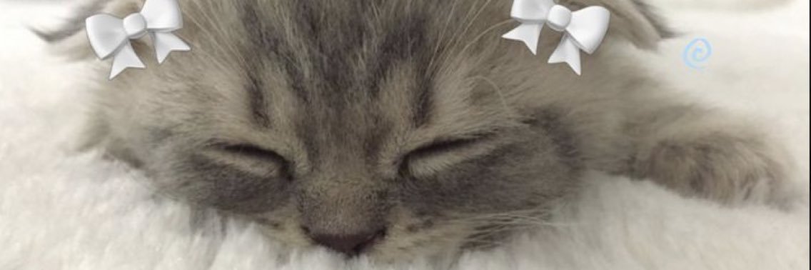 little sweetheart :3's banner