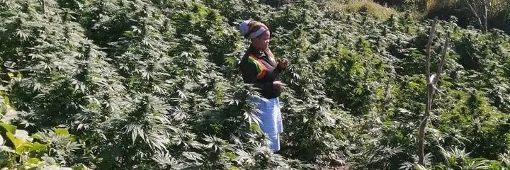 Country Woman in Cannabis SA 💚💛❤👑☘🇿🇦's banner