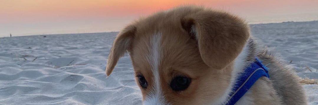 น้องน้ำชา🍵's banner