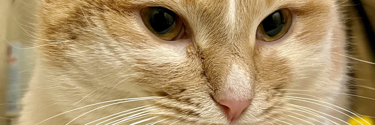 Julie dot Paw 🐾's banner