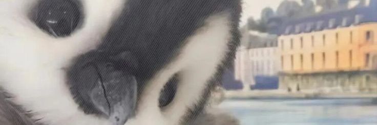 Chobjay's banner