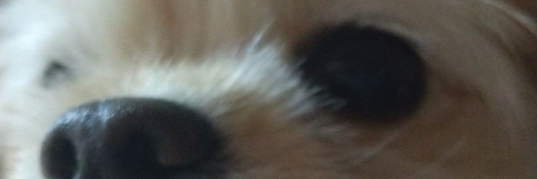 #牛猫 #中国猫のSOS#wangwang #旺旺's banner