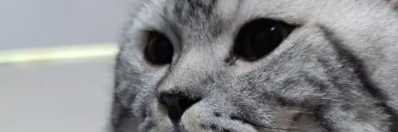 CHOKUN (โชกุน)'s banner