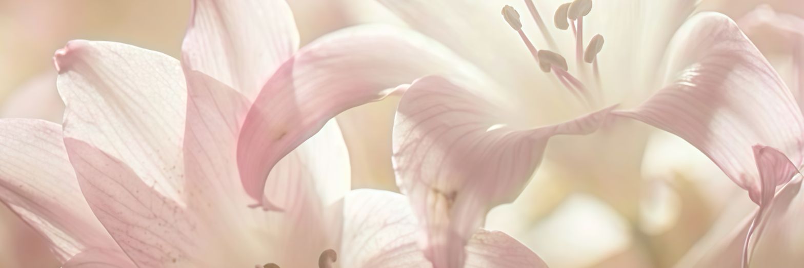 ౨ৎ ˖ ࣪⭑'s banner