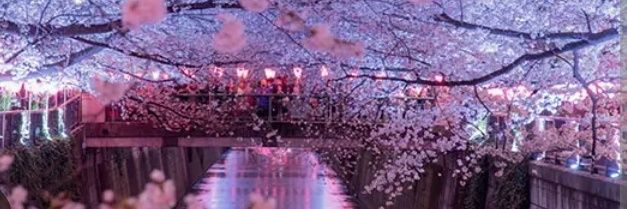🌺 Babù 🎏🎐's banner