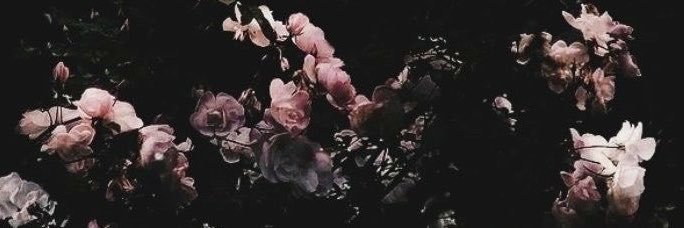 Allie ⋆. 𐙚 ˚'s banner