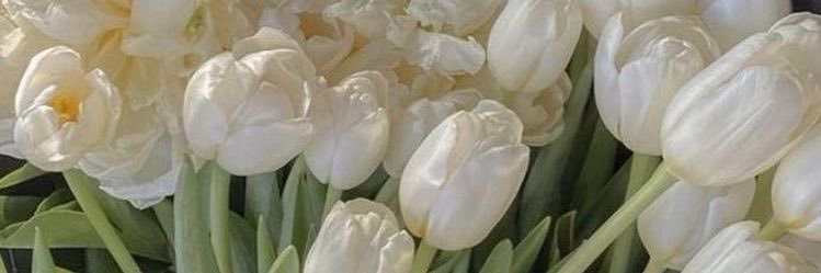 похуевскάя 🕊️'s banner
