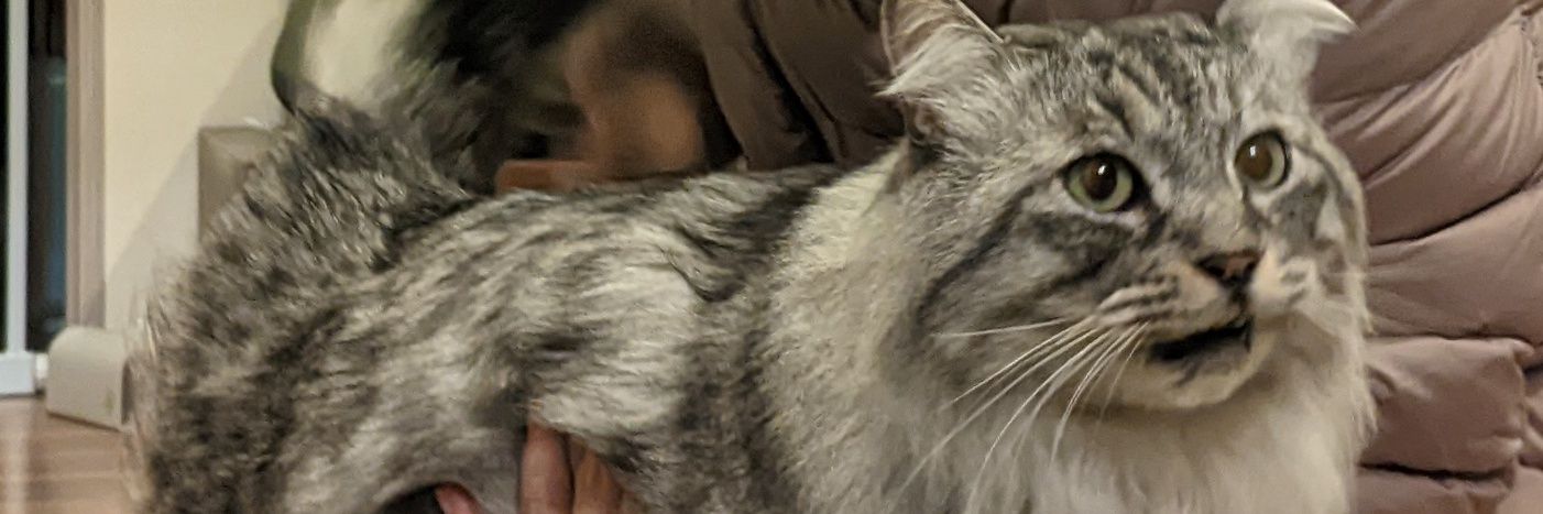 でかい猫グリグリ's banner