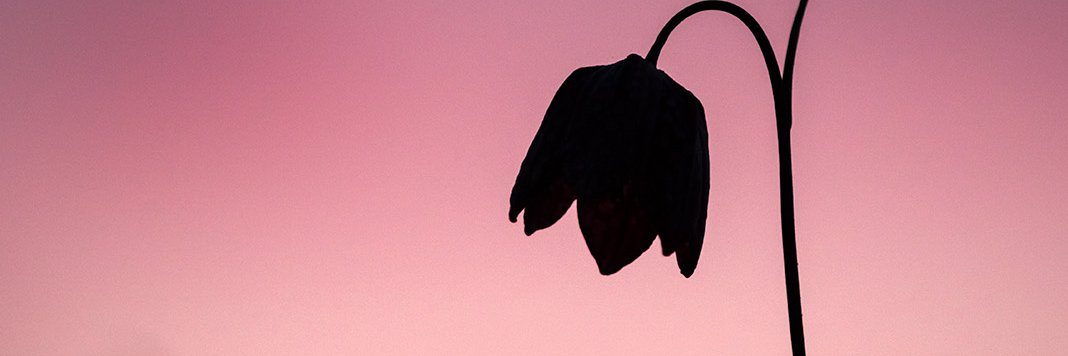 Binks's banner