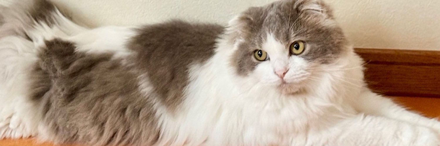 現場猫うたにゃん's banner
