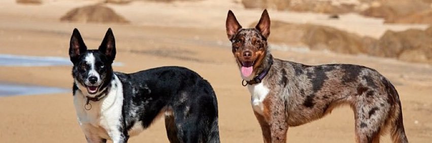 Hepsta&Leeloo 🐶🐶's banner
