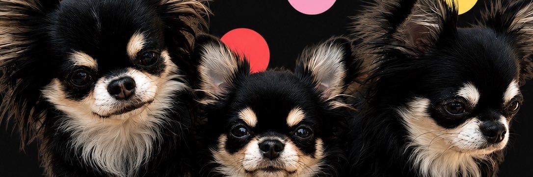 mamiＣoco(ﾌﾞﾗｯｸﾀﾝの3チーがいます🩷💛💙‎🤍❤️)'s banner