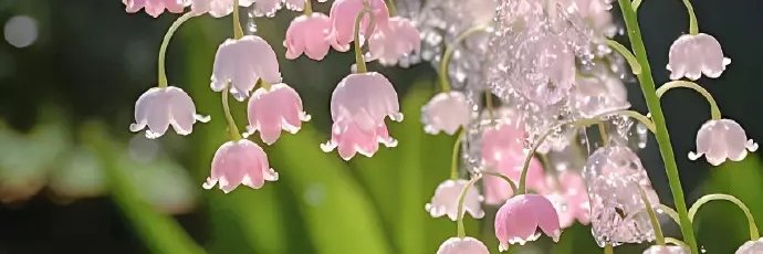 小蜜桃's banner