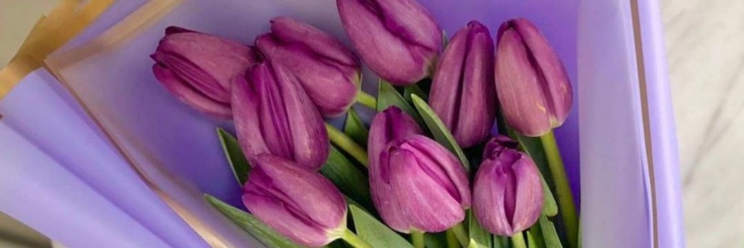 Zambrano 🌷's banner