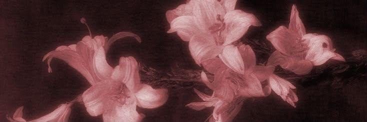 vildos☆'s banner