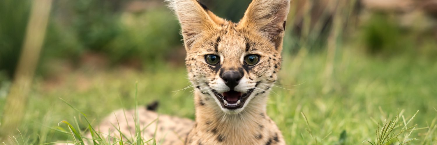 Storytelling Serval🔞's banner