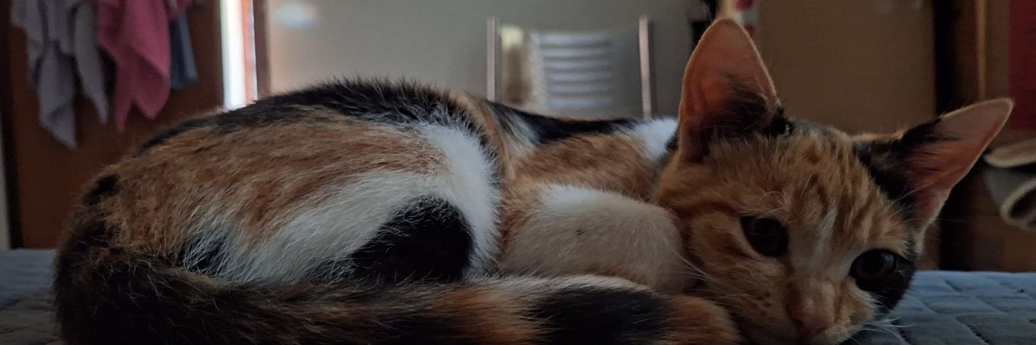 🏳️‍⚧️ Pérolas da Melina 🦀's banner