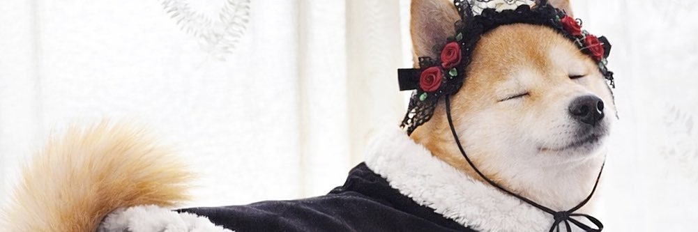 柴犬·͜·♡もも's banner