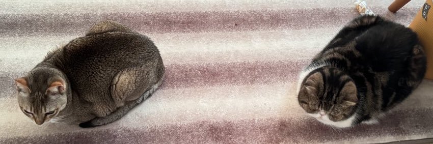 ブブとバロン's banner
