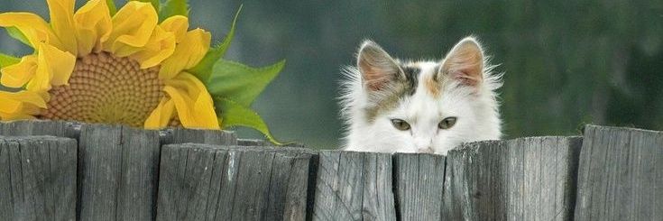 Animals Planet 🐱🐾's banner