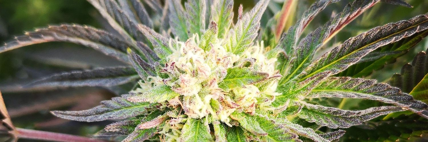 Tamarajuana 💚's banner