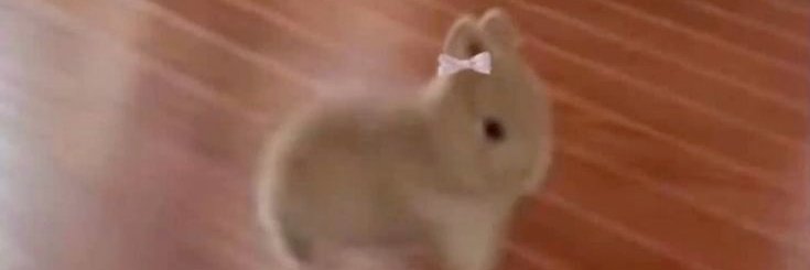 tosh 🐰's banner