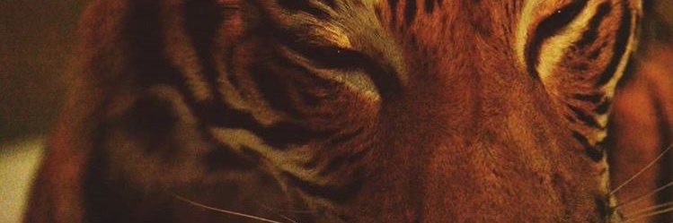 🍓's banner