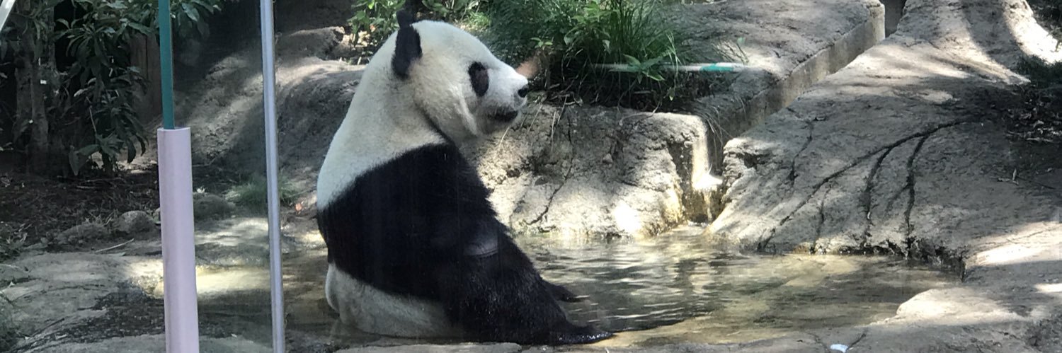 panda_xiang_xiang's banner