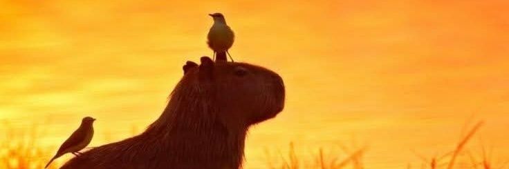 capivara xandre's banner