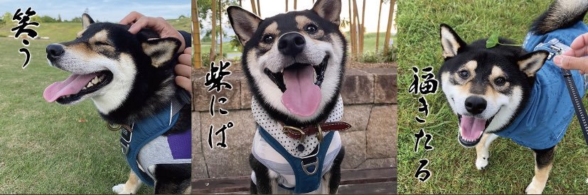 黒柴♂福　と生まれ変わりの弟　天's banner