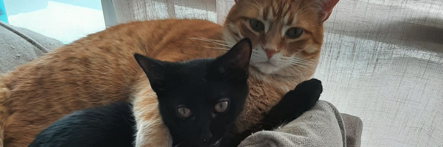 Fred the Canadian Cat's banner