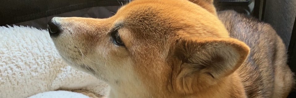 し's banner