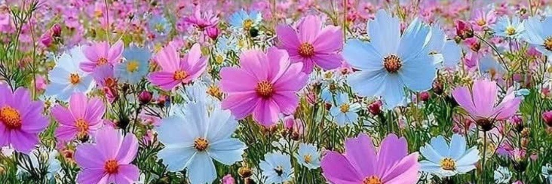 ✿ فــراولة's banner