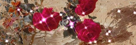 امـــل الاحمدي's banner