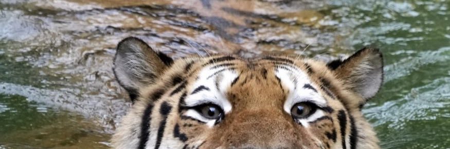 虎百万🐯's banner