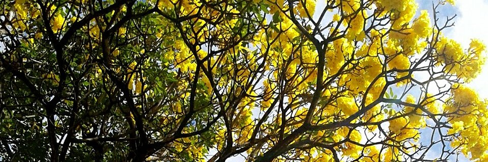 Erin Paixão 🇧🇷's banner