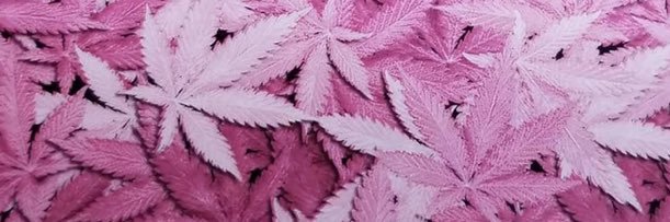 ✨BlazinQueen💖💨's banner