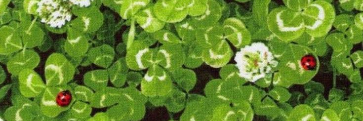 eden 🍏's banner