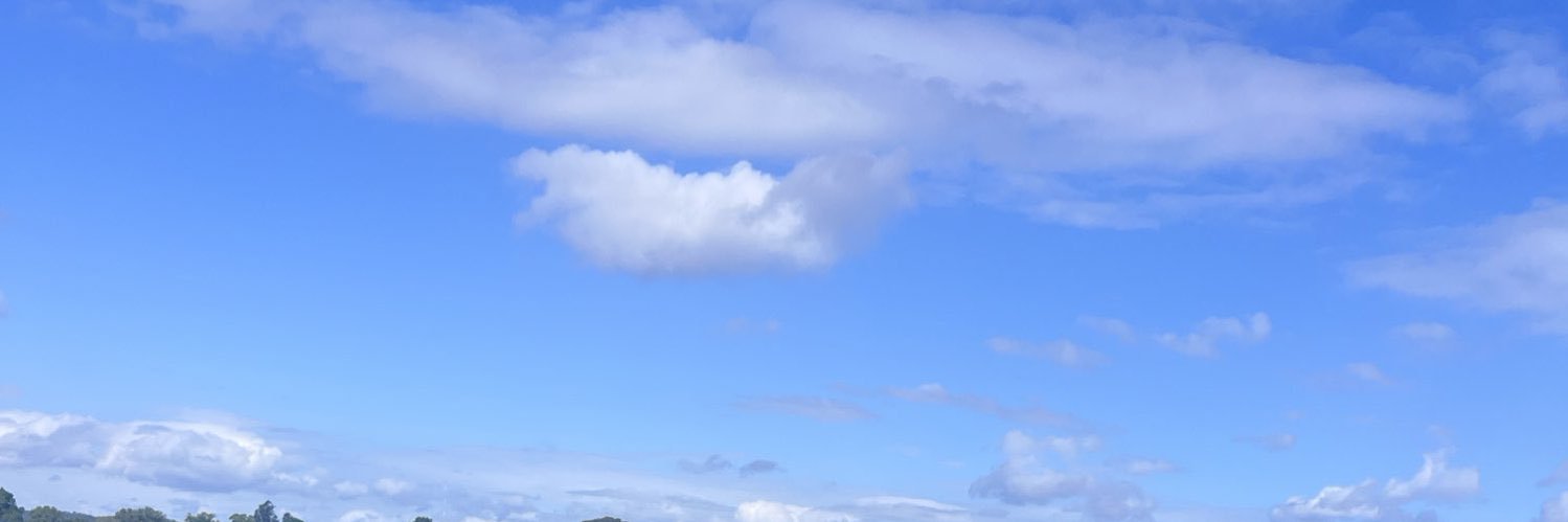 菱姨抓龙筋's banner