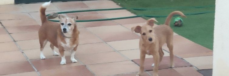 SoyLaPolla's banner
