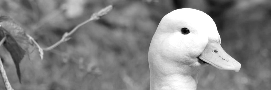 PolyCube 🦆's banner