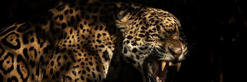 Aurora 𓁺 🐆's banner