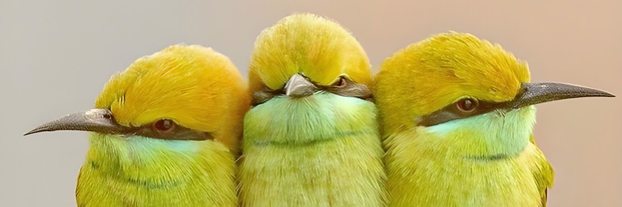 Birds Perfection's banner