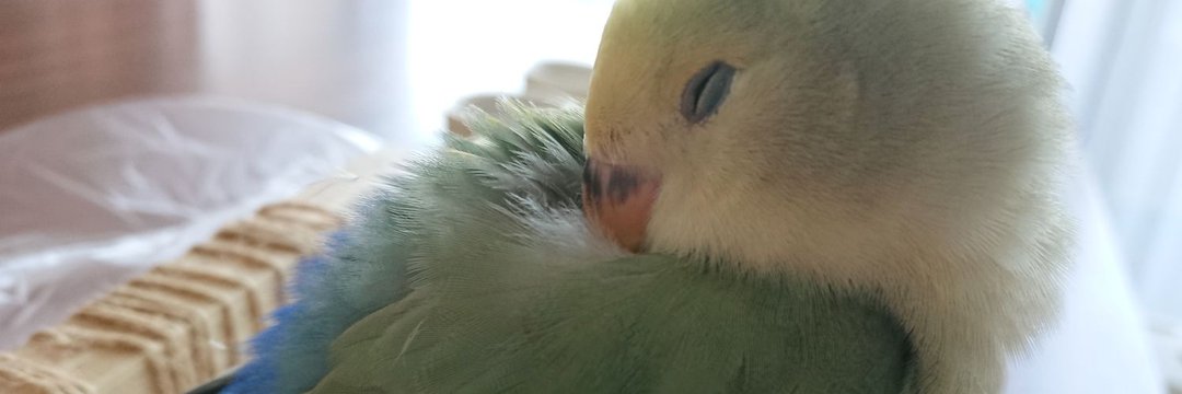 ちょっちゃん's banner