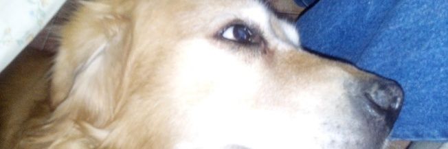 Tomás C.'s banner